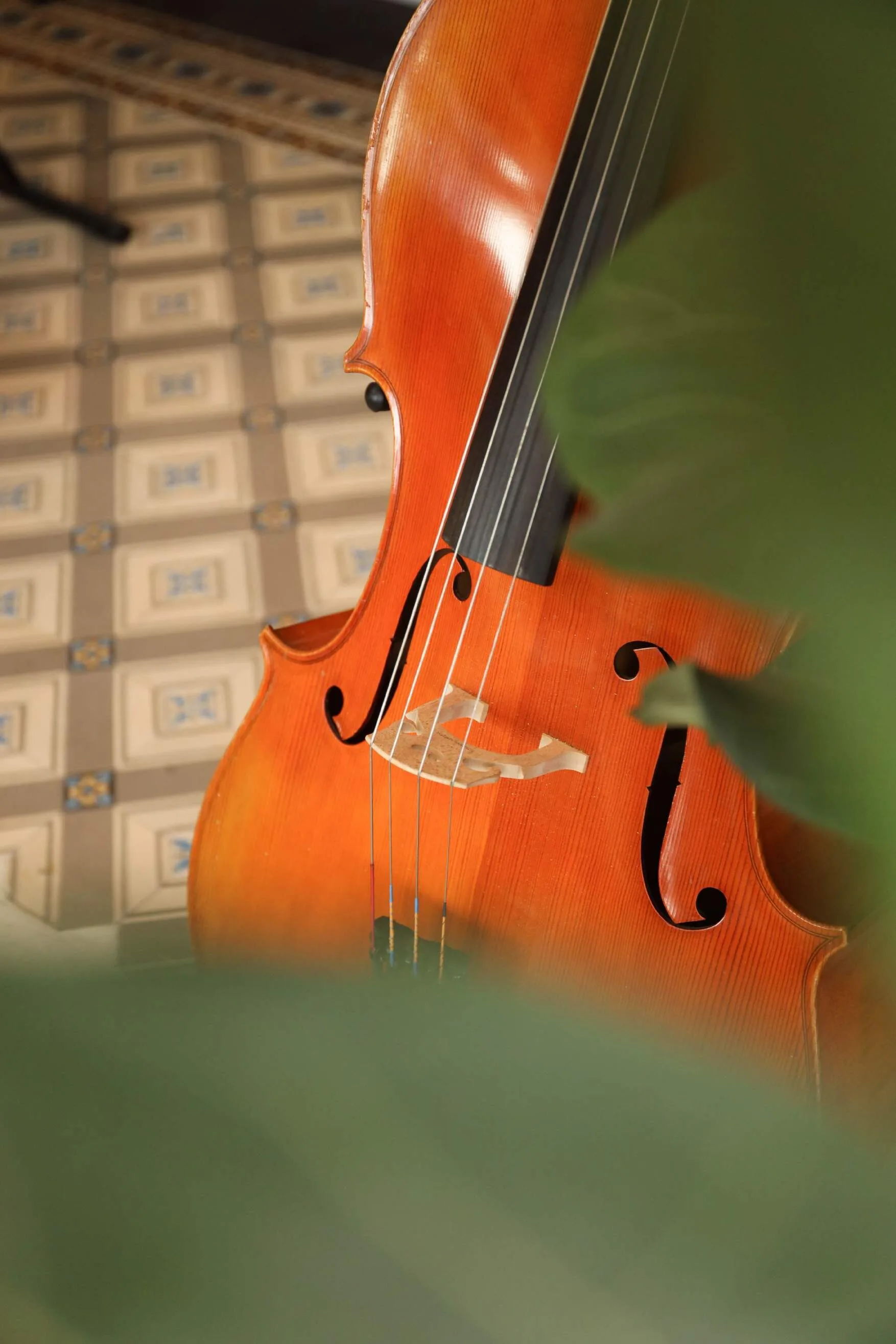 Close-up of a cello with the strings and bridge, framed by blurred green leaves