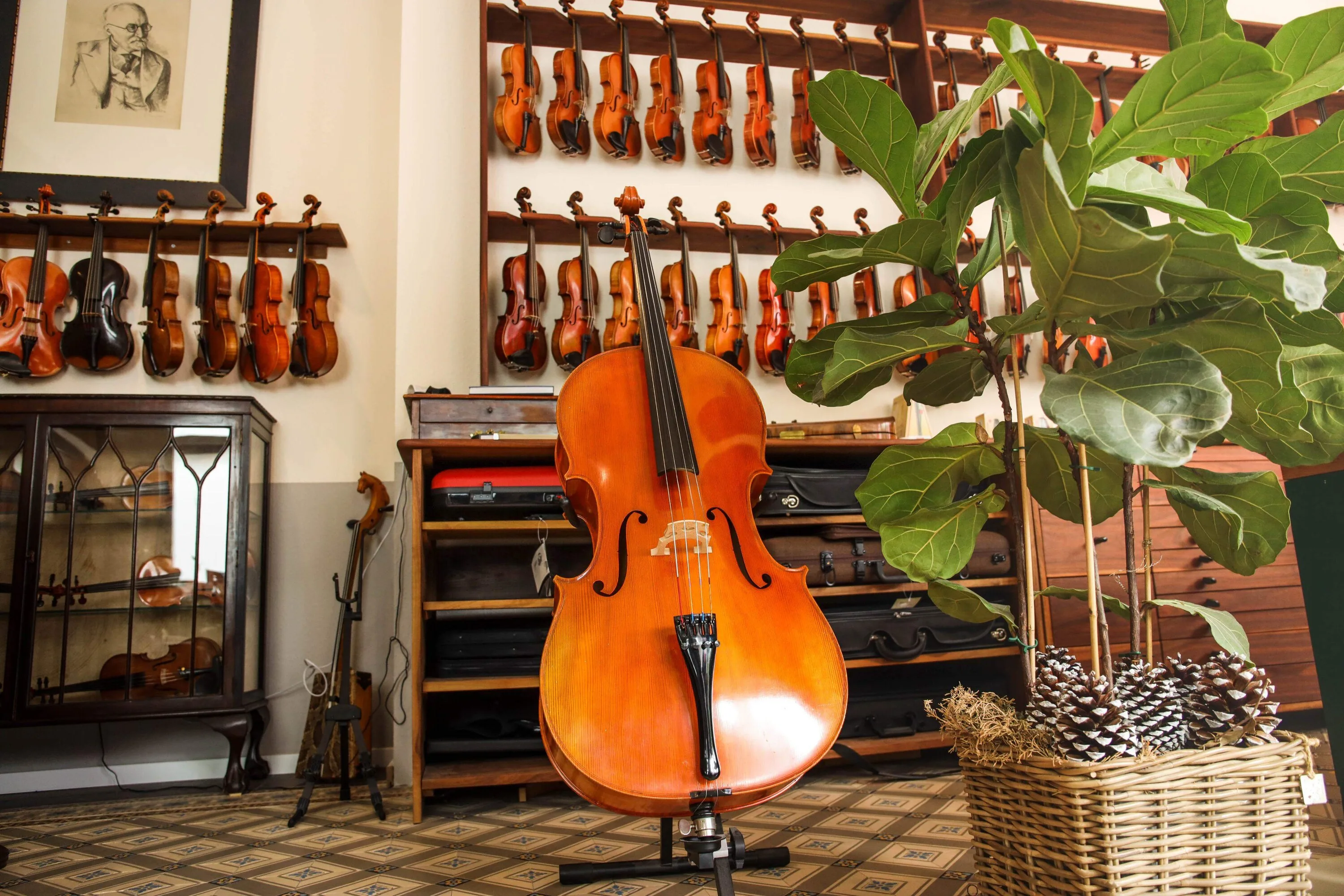 A cello standing in front of a wall of violins and a large green plant in a violin shop